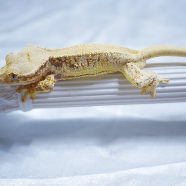 Lilly White Solid Back