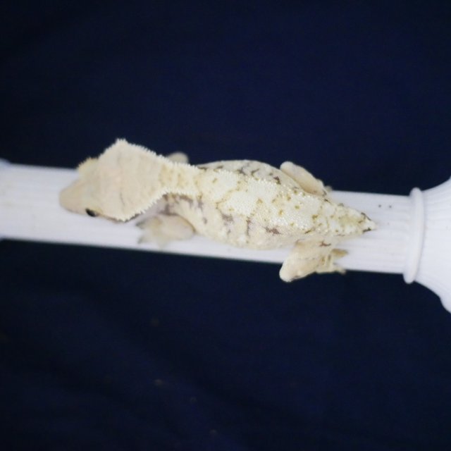 Tri Normal Drippy White Spot