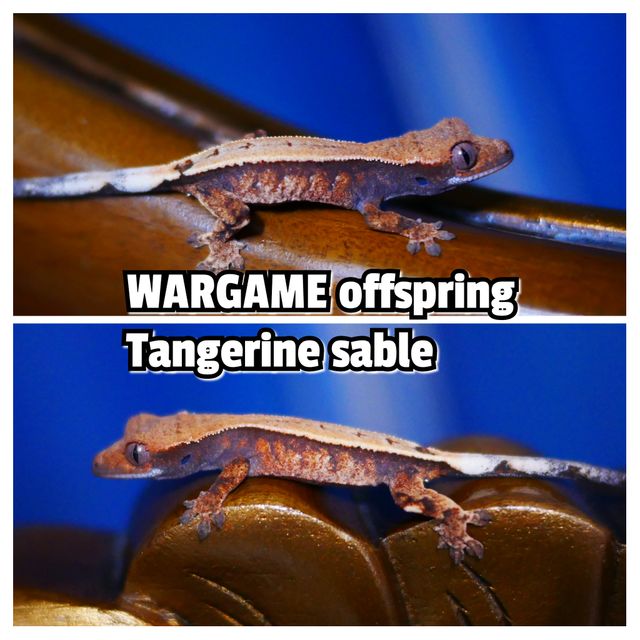 Tangerine Sable