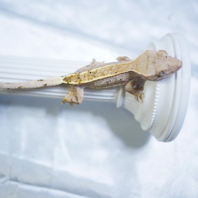 100% Het Axanthic Cappuccino