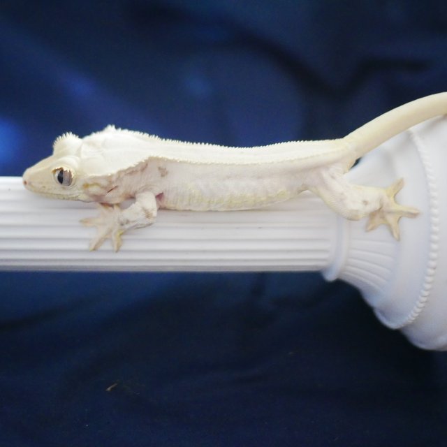 Lilly White Solid Back