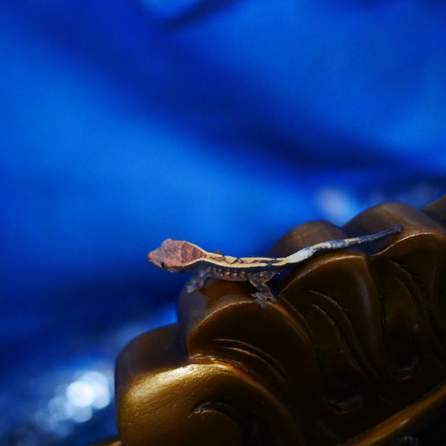 세이블