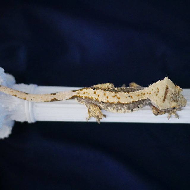 Normal 100% Het Axanthic Quad