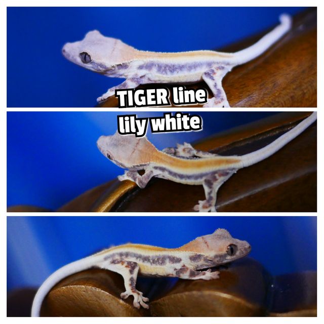 릴리화이트