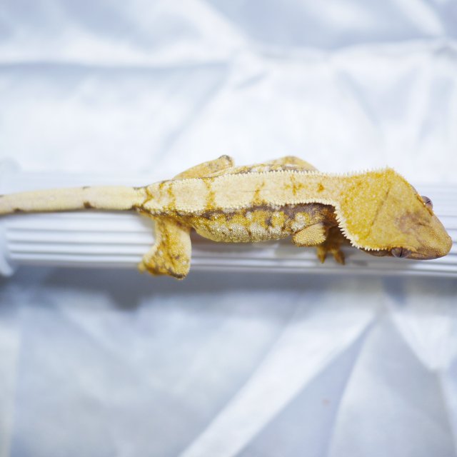 Normal Tri Extreme Harlequin