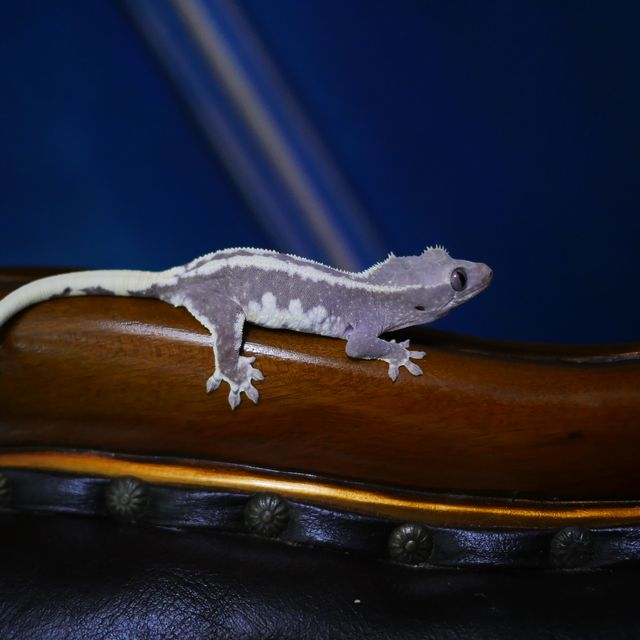 릴잔틱