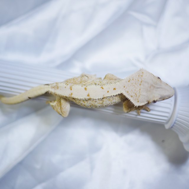 노멀 쿼드 익스트림할리퀸