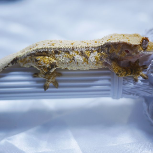 노멀 트라이 드리피