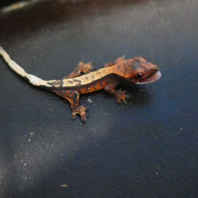 세이블