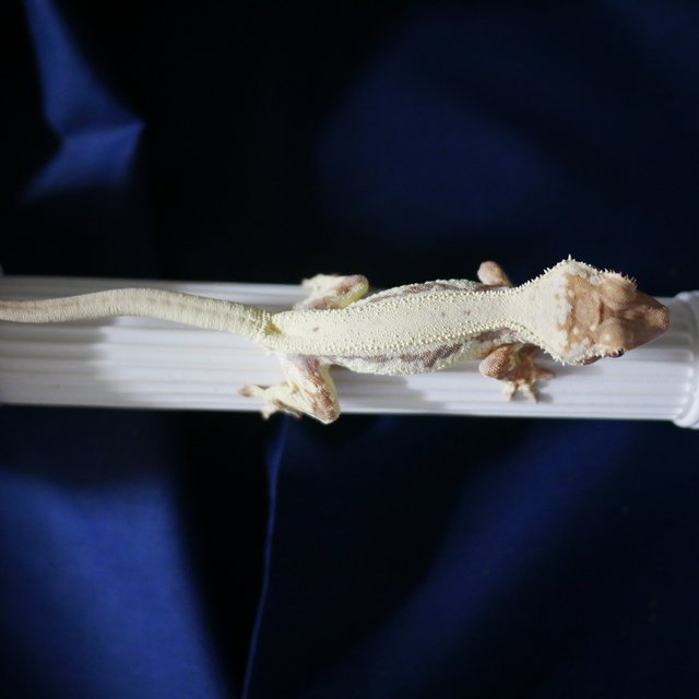 Lilly 100% Het Axanthic LW Sable