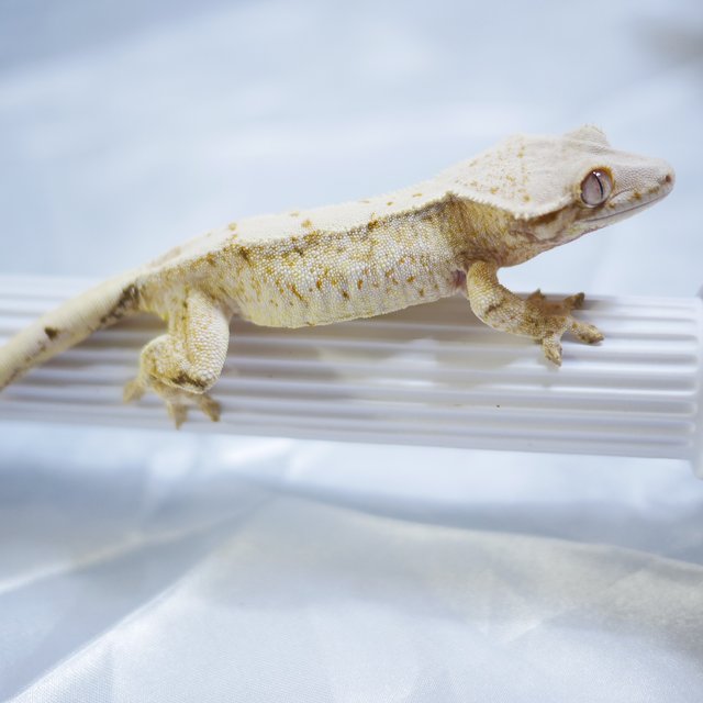 노멀 쿼드 익스트림할리퀸