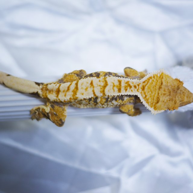 Normal Tri Extreme Harlequin Drippy