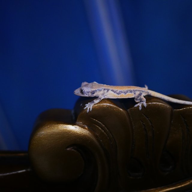 100%헷초초 릴리화이트