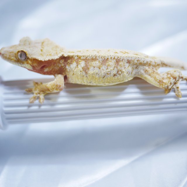 노멀 드리피 화이트스팟