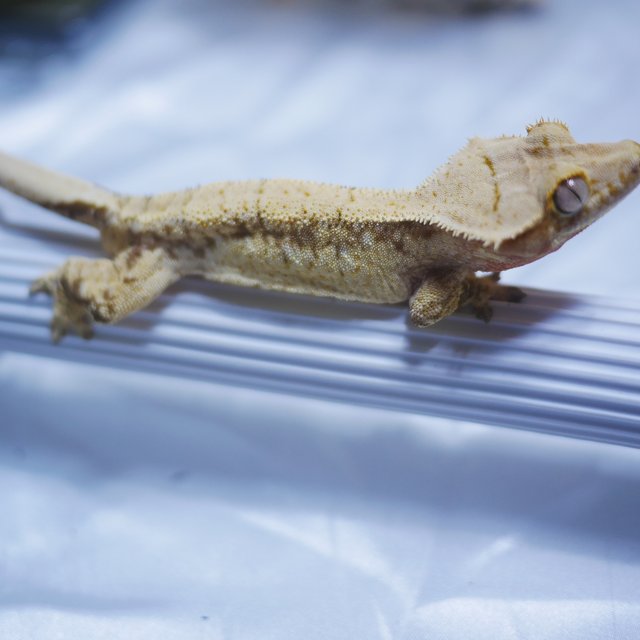 노멀 타이거 쿼드 익스트림할리퀸