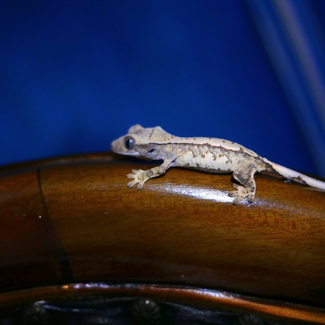 노멀 트라이 화이트스팟