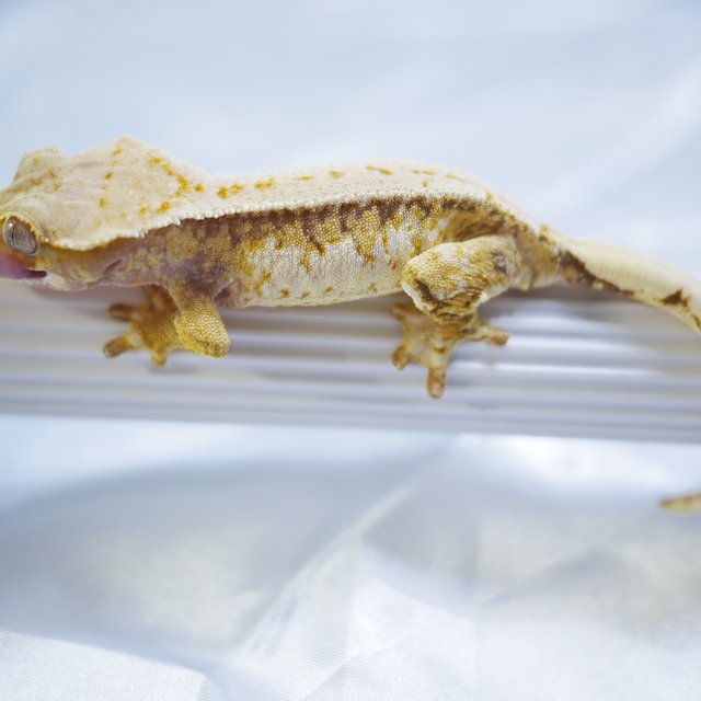 노멀 트라이 드리피