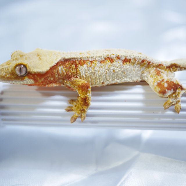 트라이 레드 노멀