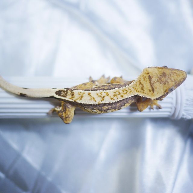 Normal 100% Het Axanthic