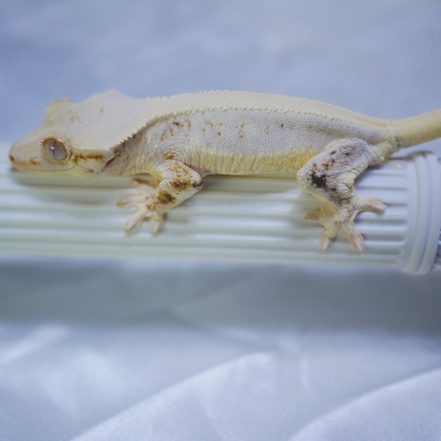 솔리드백 릴리화이트 화이트