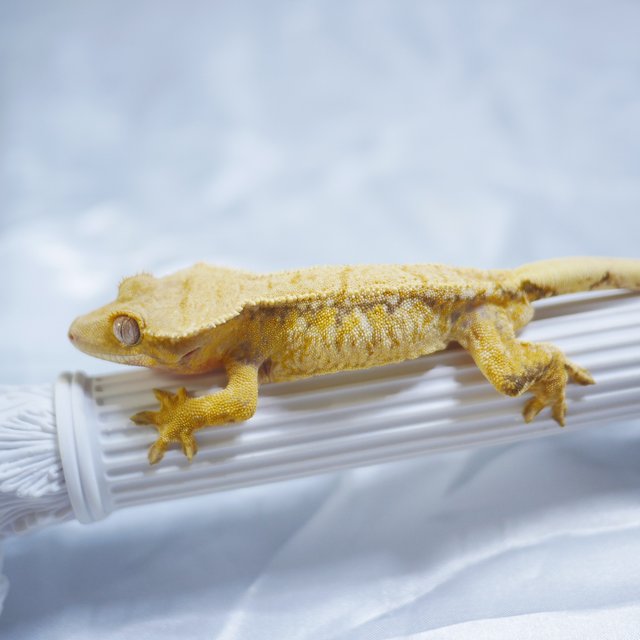Tri Extreme Harlequin Normal