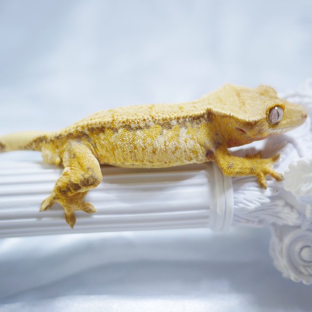 Tri Extreme Harlequin Normal