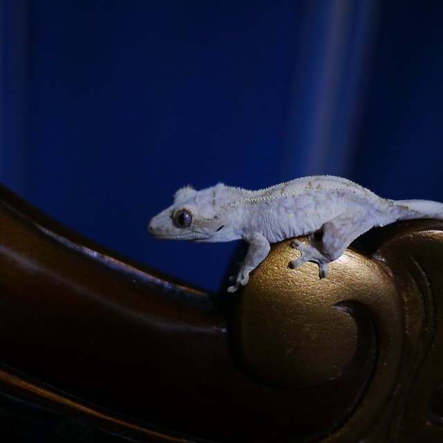 노멀 드리피 화이트스팟