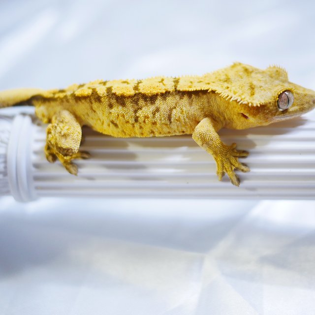 노멀 트라이 익스트림할리퀸