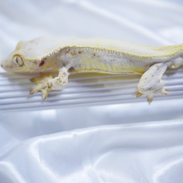Lilly White Normal
