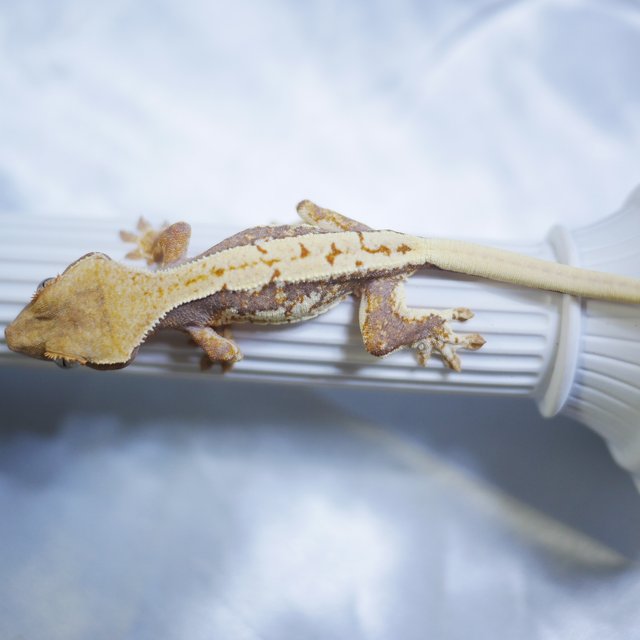 Lilly 100% Het Axanthic