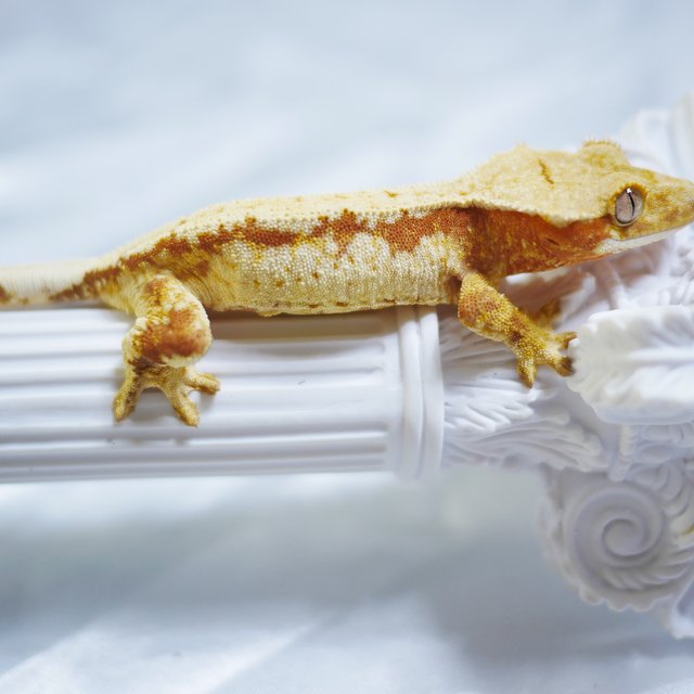 Normal Tri Drippy White Spot