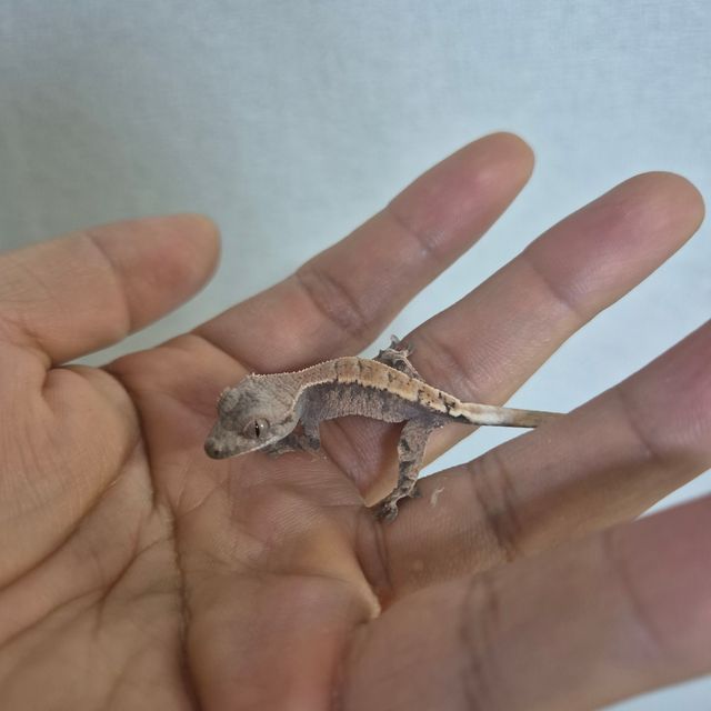 세이블