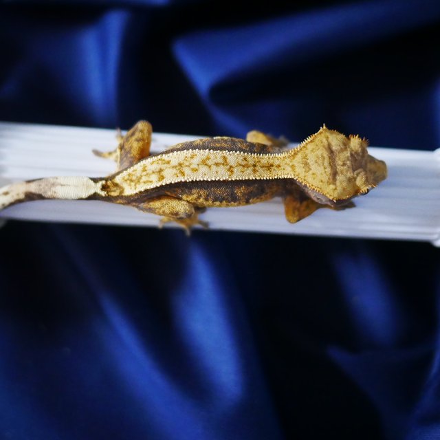 100% Het Axanthic Normal