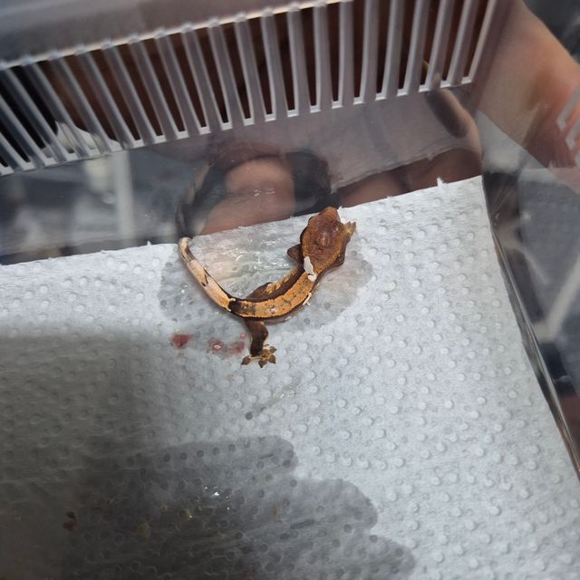 하이포