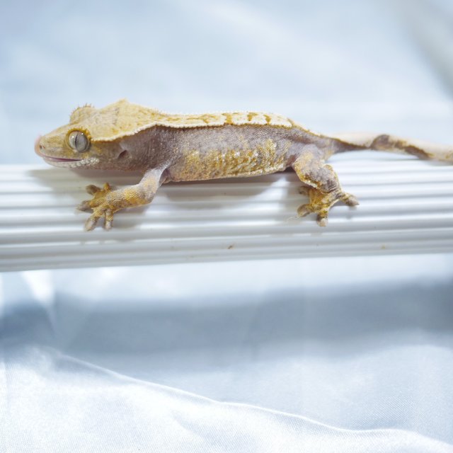 100% Het Axanthic Normal