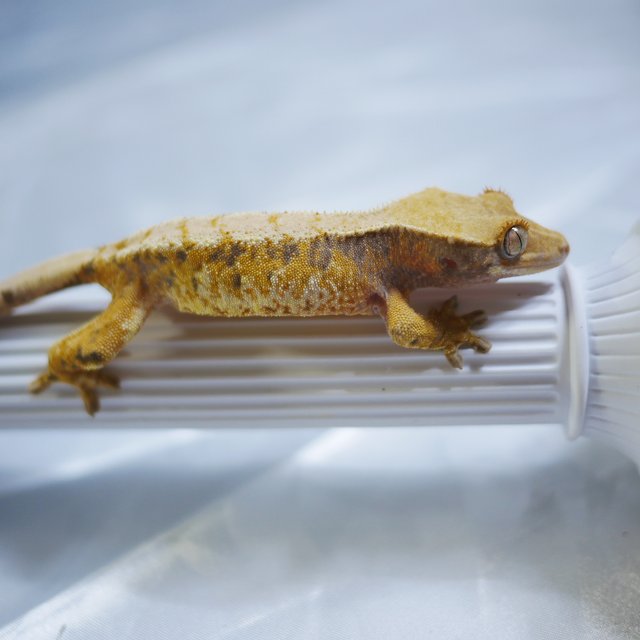 노멀 트라이 익스트림할리퀸