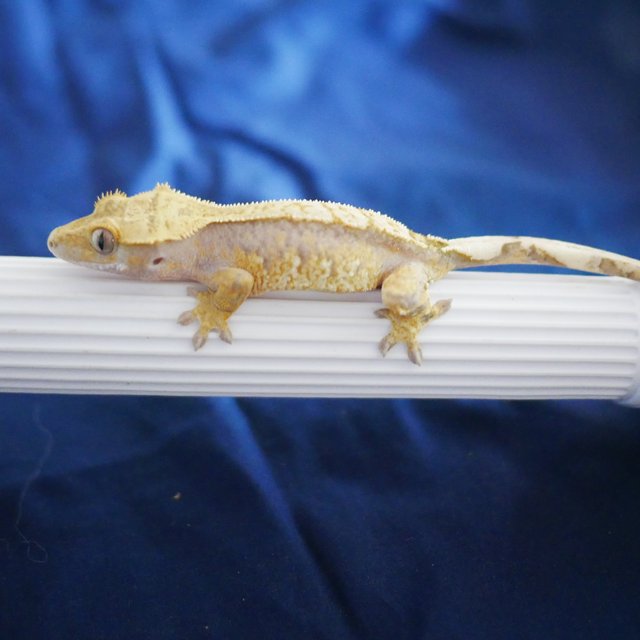100% Het Axanthic