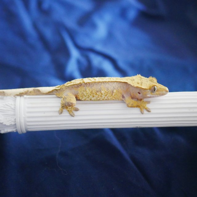 100% Het Axanthic