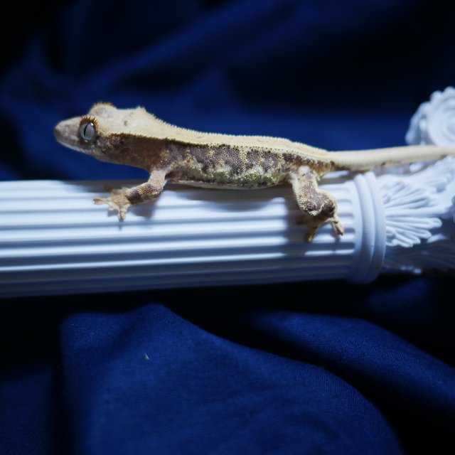 Lilly 100% Het Axanthic