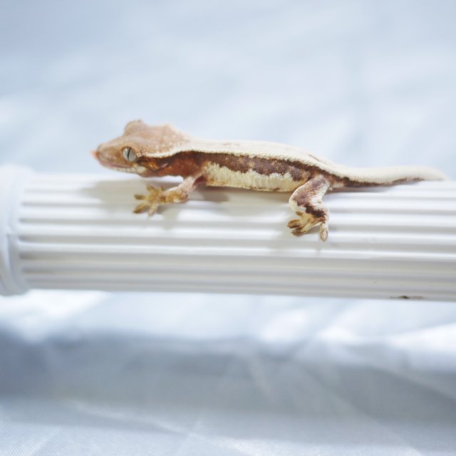 Lilly 100% Het Axanthic Sable