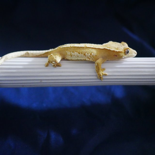 Creamsicle Normal Yellow