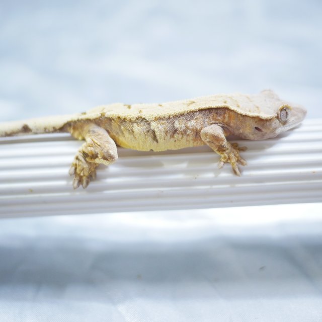 Sable Drippy Tangerine