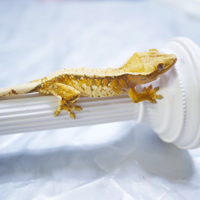 Normal Drippy White Porthole