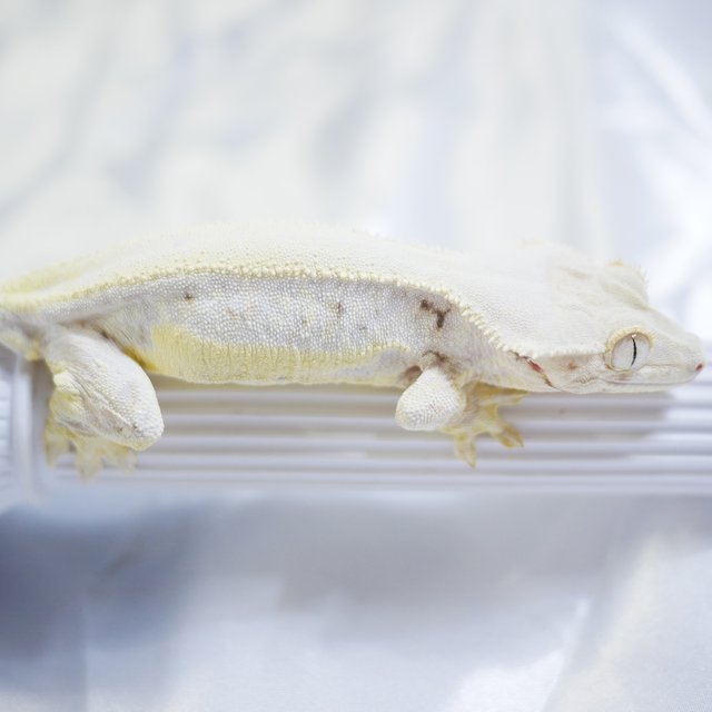 Lilly White Solid Back