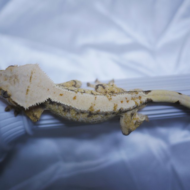 노멀 익스트림할리퀸 쿼드