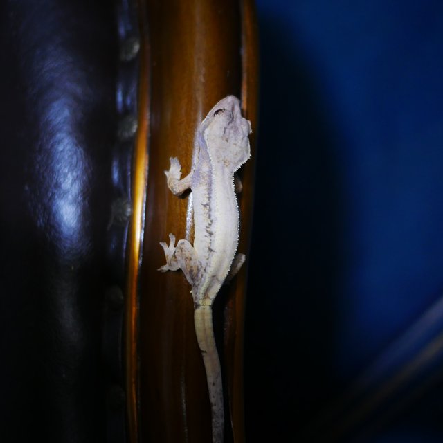 Sable Tri Drippy White Spot