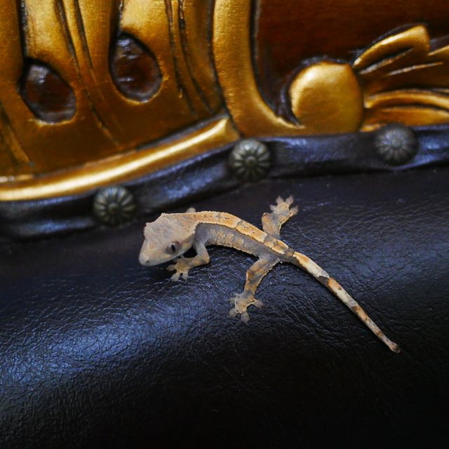 세이블