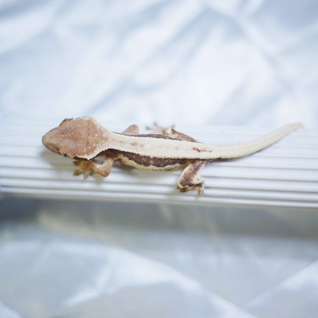 Lilly 100% Het Axanthic Sable