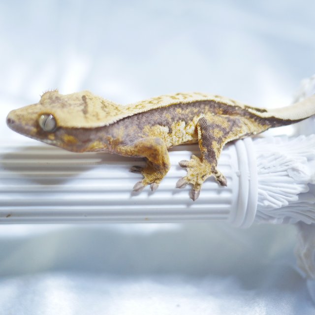 Normal 100% Het Axanthic