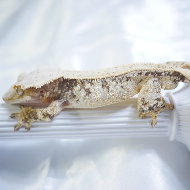 Normal Drippy White Pin